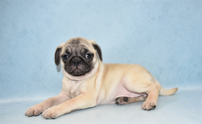 Pug-DOG-Female-Fawn-4643-Petland Monroeville, PA