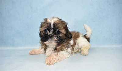 Shih Tzu-DOG-Female-Gold and White-4644-Petland Monroeville, PA