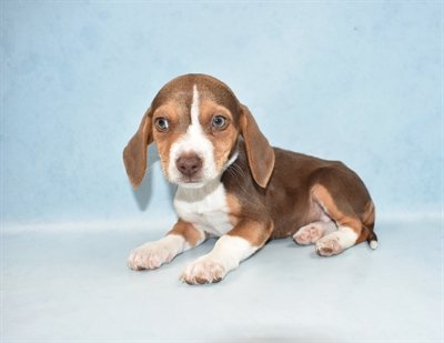 Beagle-DOG-Female-Brown White and Tan-4645-Petland Monroeville, PA