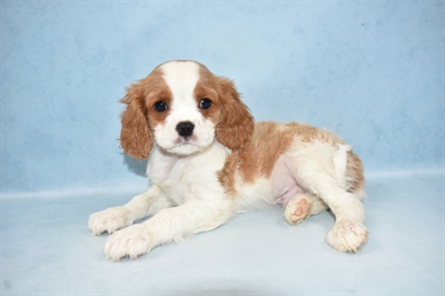 Cavalier King Charles Spaniel-DOG-Male-Blenheim-4646-Petland Monroeville, PA