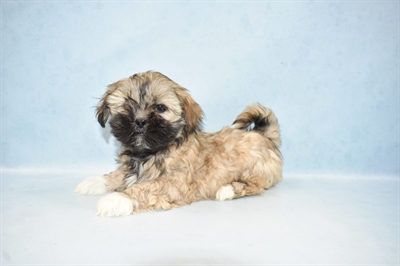 Lhasa Apso-DOG-Male-Golden-4647-Petland Monroeville, PA