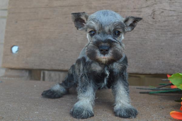 Mini Schnauzer-DOG-Female-Salt / Pepper-4648-Petland Monroeville, PA
