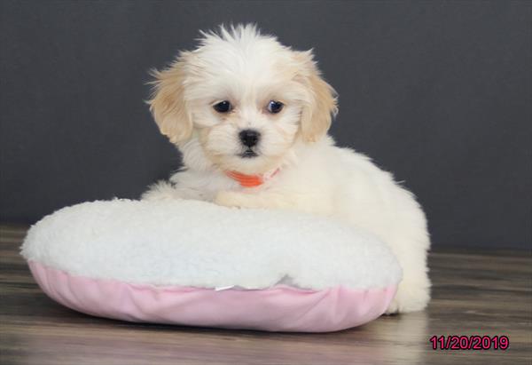Teddy Bear-DOG-Female-White / Cream-4650-Petland Monroeville, PA