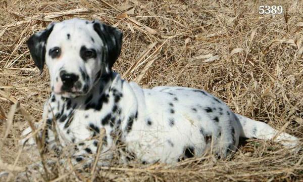 Dalmatian-DOG-Male-Black / White-4651-Petland Monroeville, PA