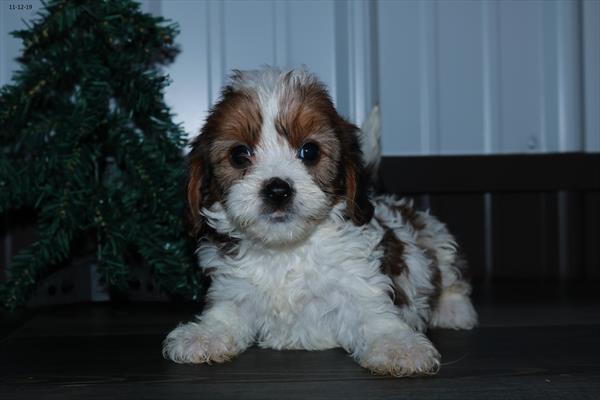 Cavapoo-DOG-Female-Sable / White-4652-Petland Monroeville, PA