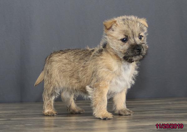 Cairn Terrier-DOG-Female-Wheaten-4653-Petland Monroeville, PA