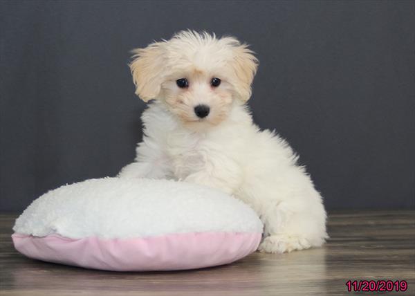Malti-Poo-DOG-Female-White-4654-Petland Monroeville, PA