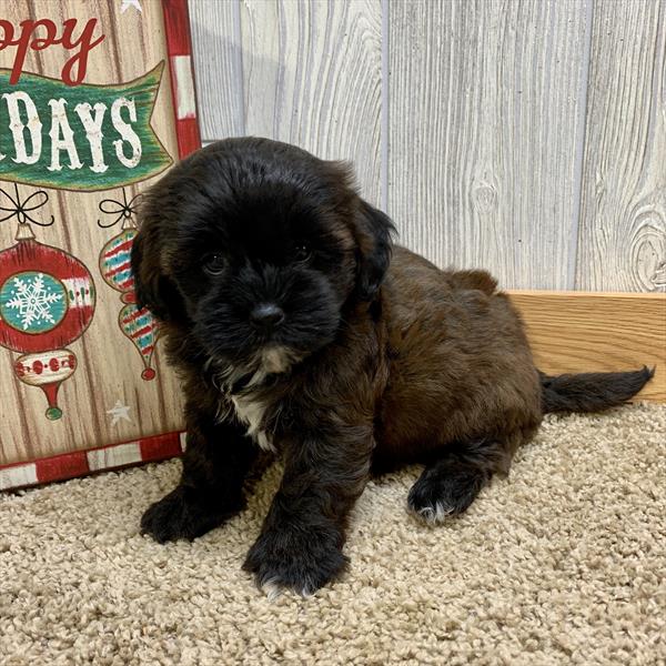 ShizaPoo-DOG-Male-Black-4655-Petland Monroeville, PA