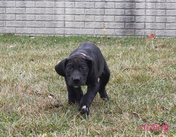 Great Dane-DOG-Female-Black-4656-Petland Monroeville, PA