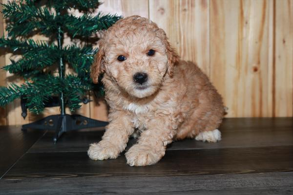 Mini Goldendoodle 2nd Gen.-DOG-Female-Apricot-4657-Petland Monroeville, PA