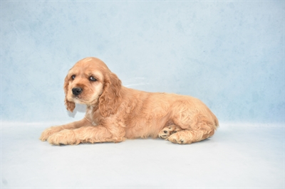 Cocker Spaniel-DOG-Male-Buff-4658-Petland Monroeville, PA