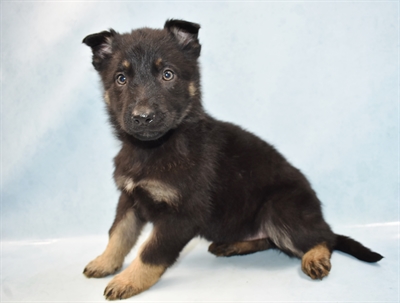 German Shepherd-DOG-Female-Black and Tan-4659-Petland Monroeville, PA