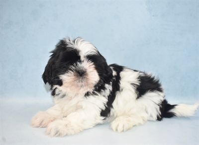 Shih Tzu-DOG-Female-Black and White-4660-Petland Monroeville, PA