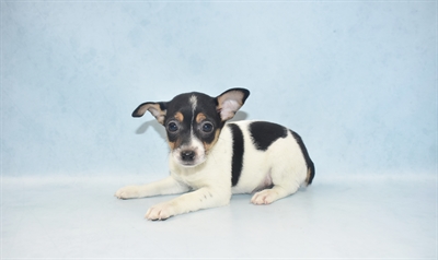 Toy Fox Terrier-DOG-Male-White Black and Tan-4661-Petland Monroeville, PA