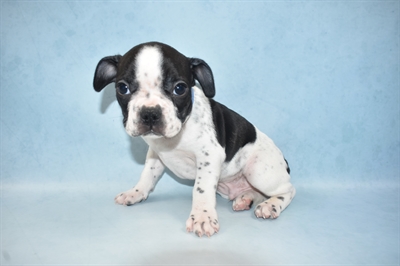 French Bulldog-DOG-Male-Black and White-4662-Petland Monroeville, PA