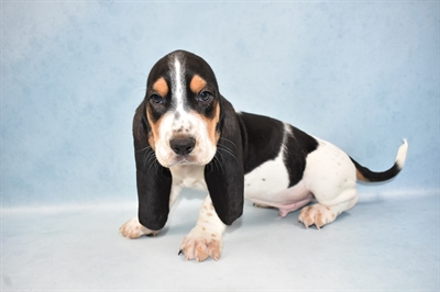 Basset Hound-DOG-Male-Black White and Tan-4673-Petland Monroeville, PA