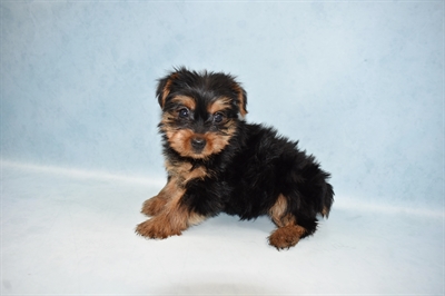 Yorkie-DOG-Female-Black and Tan-4674-Petland Monroeville, PA
