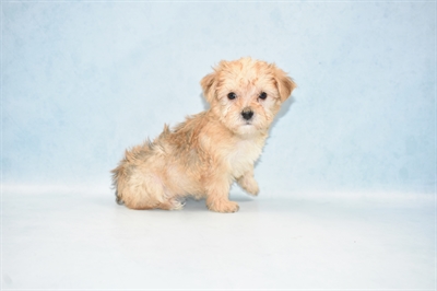 Morkie-DOG-Female-Gold-4675-Petland Monroeville, PA