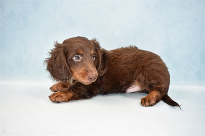 Dachshund-DOG-Male-Chocolate and Tan-4676-Petland Monroeville, PA