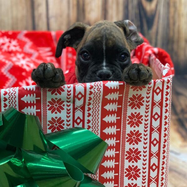 Boxer-DOG-Male-BRDL-4685-Petland Monroeville, PA