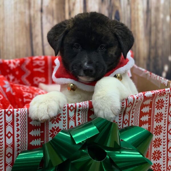 Akita-DOG-Male-BLK & WH-4687-Petland Monroeville, PA