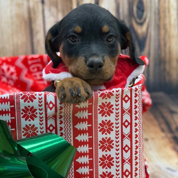 Rottweiler-DOG-Male-BLK & MHGY-4691-Petland Monroeville, PA