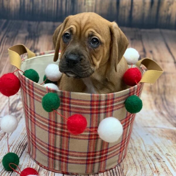 Frengle-DOG-Male-FN-4694-Petland Monroeville, PA