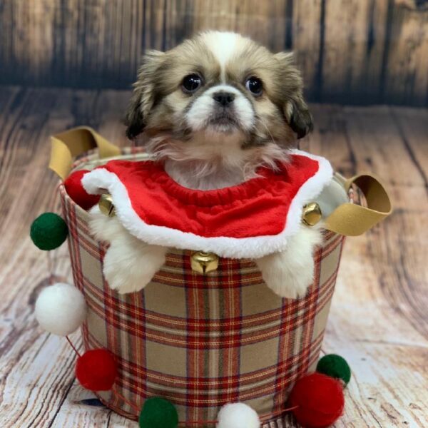 Pekingese-DOG-Female-sbl & wh-4680-Petland Monroeville, PA