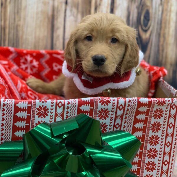 Golden Retriever-DOG-Male-GLDN-4684-Petland Monroeville, PA