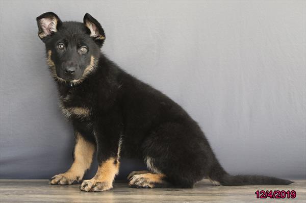 Hybrid-DOG-Female-Black / Tan-4713-Petland Monroeville, PA