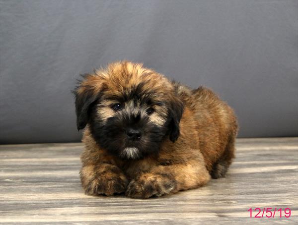 Soft Coated Wheaten Terrier-DOG-Male-Wheaten-4714-Petland Monroeville, PA