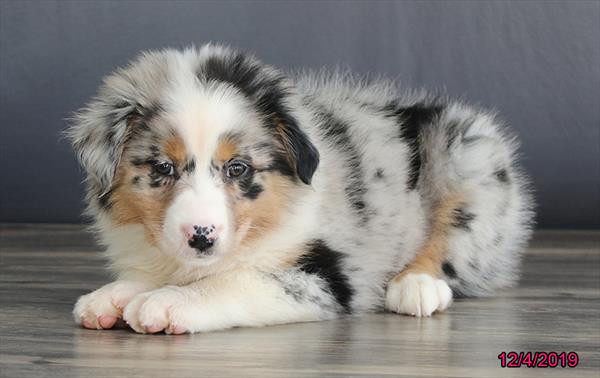 Australian Shepherd-DOG-Female-Blue Merle-4716-Petland Monroeville, PA
