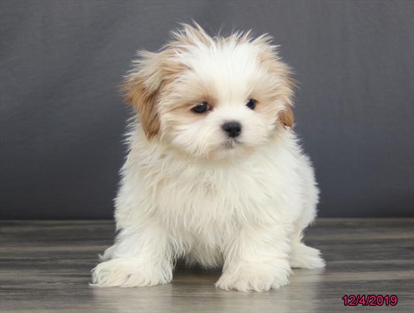 Shih Tzu-DOG-Male-Gold / White-4717-Petland Monroeville, PA