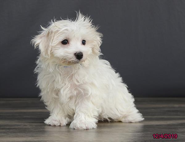 Hybrid-DOG-Female-White-4718-Petland Monroeville, PA