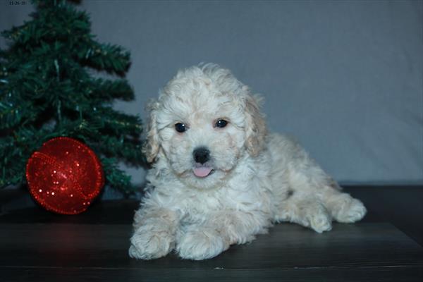 Poodle-DOG-Male-Tan-4719-Petland Monroeville, PA