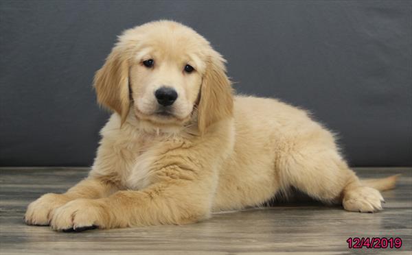 Golden Retriever-DOG-Male-Golden-4720-Petland Monroeville, PA