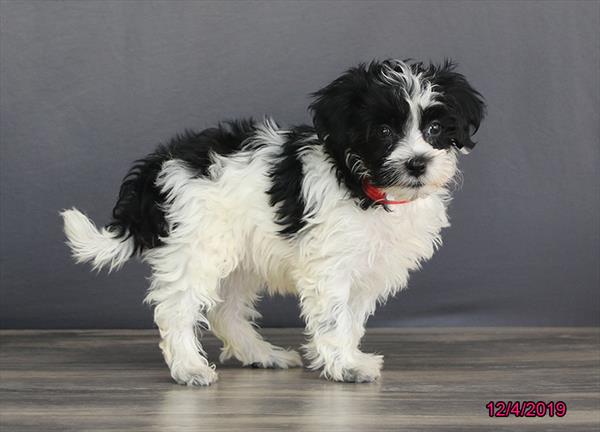 Hybrid-DOG-Female-Black / White-4721-Petland Monroeville, PA