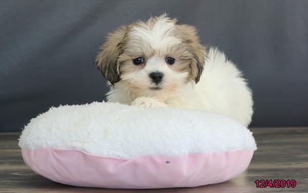 Teddy Bear-DOG-Male-White / Gold-4722-Petland Monroeville, PA