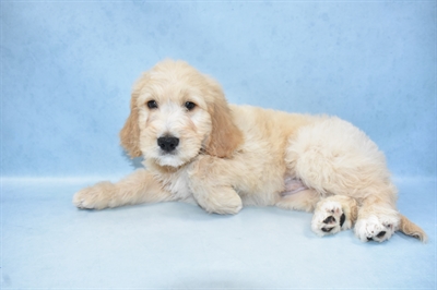 Goldendoodle-DOG-Male-Golden-4724-Petland Monroeville, PA
