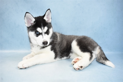 Siberian Husky-DOG-Female-Black and White-4725-Petland Monroeville, PA