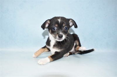Chihuahua-DOG-Female-Black and Tan-4727-Petland Monroeville, PA