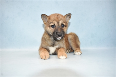 Shiba Inu-DOG-Female-Red Sesame-4728-Petland Monroeville, PA