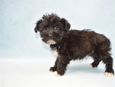 Yochon-DOG-Male-Black and Tan-4729-Petland Monroeville, PA