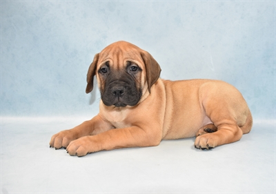 Bullmastiff-DOG-Female-Fawn-4730-Petland Monroeville, PA