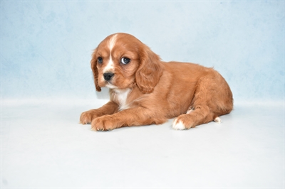 Cavalier King Charles Spaniel-DOG-Male-Ruby-4731-Petland Monroeville, PA