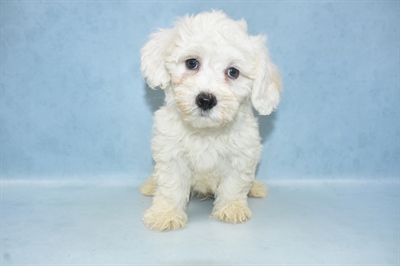 Coton De Tulear-DOG-Male-White-4732-Petland Monroeville, PA