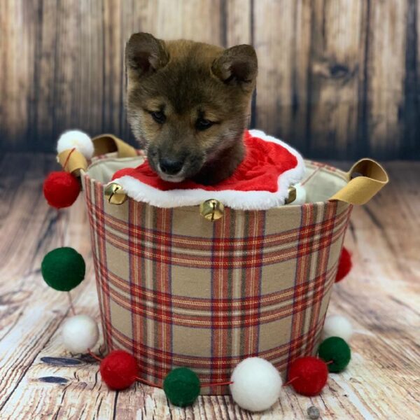 Shiba Inu-DOG-Male-Red / Black-4715-Petland Monroeville, PA