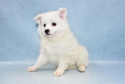 American Eskimo-DOG-Female-White-4756-Petland Monroeville, PA