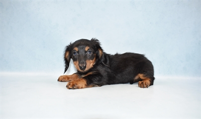 Dachshund-DOG-Female-Black and Tan-4757-Petland Monroeville, PA