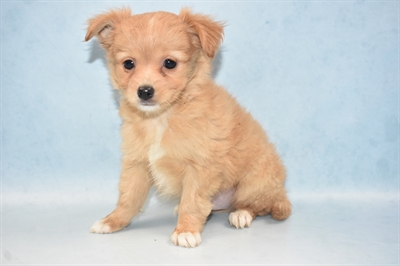 Chihuahua-DOG-Male-Fawn-4760-Petland Monroeville, PA